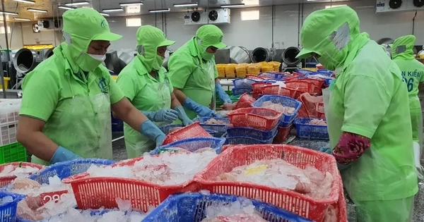 Xuất hiện thị trường trọng điểm mới của cá tra Việt