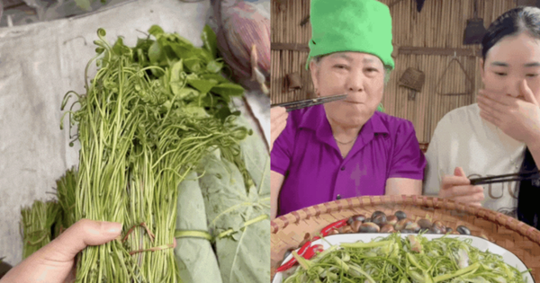 Món rau Tây Bắc gây sốt TikTok: Phắc cút tò ngòng là gì mà ai xem cũng muốn ăn thử?