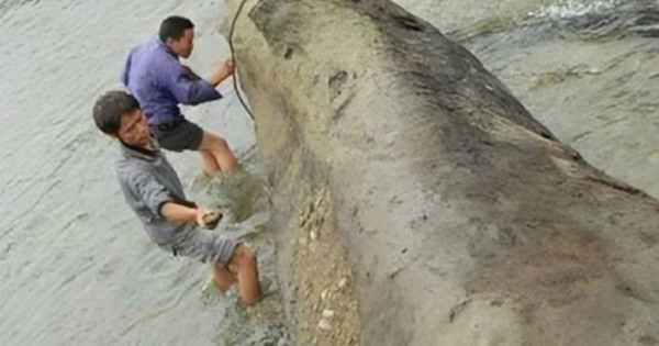 Sông sâu chảy xiết bỗng cạn khô cả đáy, bảo vật gỗ nghìn năm được phát hiện khiến cả làng hân hoan