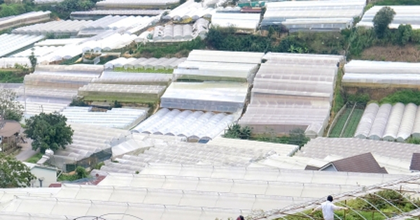 Đà Lạt trong vòng xoáy bê tông, nhà kính: Tỉnh cam kết siết quản lý xây dựng