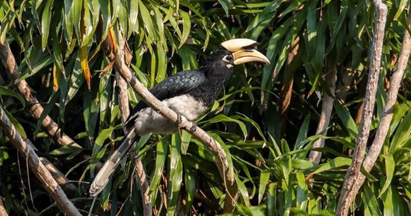 Nghe tiếng động lạ, phát hiện 27 "báu vật" lạ ở vịnh Bái Tử Long