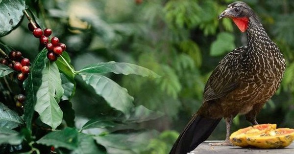 Giống đến 90% cà phê chồn từ Việt Nam, quốc gia đối thủ đang nhân giống một loại cà phê chim có giá 35 triệu đồng/kg – được khắp Á, Âu săn đón