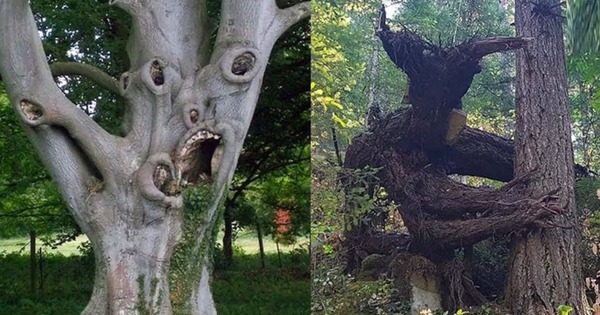 Ông bà dặn: "Đừng trồng cây dữ trước nhà, lộc tới cửa cũng hóa hư không" - 4 loài cây nhất định phải tránh né