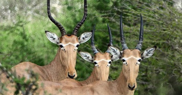 Bí ẩn về loài linh dương 4 mắt: Chỉ còn lại chưa đến 500 con trên khắp hành tinh