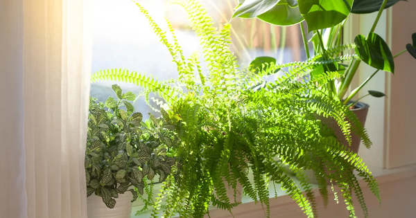 Cây dương xỉ và cây dâu tằm: Nhiều nhà đang trồng mà không biết đây là hai loài bị phong thủy đại kỵ