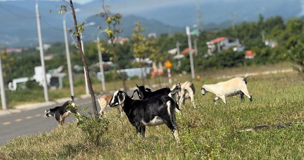 Cụm Công nghiệp Cẩm Lệ xây xong... để đó