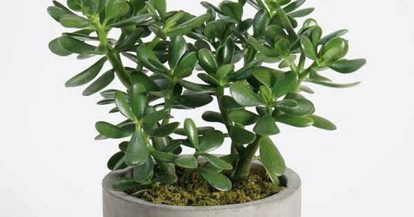 7 loài cây trồng trước nhà hút tiền như nam châm: Tôi ước tất cả mọi người đều biết