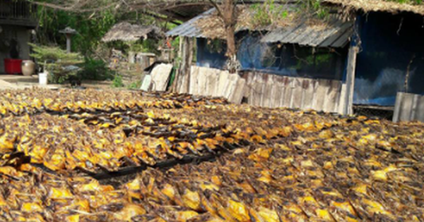 Sản vật tỷ đô vừa giúp Việt Nam trở thành ông trùm của thế giới: Thu về 1,6 tỷ USD kể từ đầu năm, hơn 140 quốc gia đua nhau mua hàng