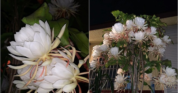 Sau 5 năm kiên trì, chồng tôi khiến cả xóm ngỡ ngàng: Cây hoa Quỳnh nở rộ hóa thành “tiên nữ giữa đêm”