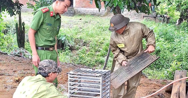 Bắt được con vật "mặt đỏ như gấc", người dân trình báo chính quyền