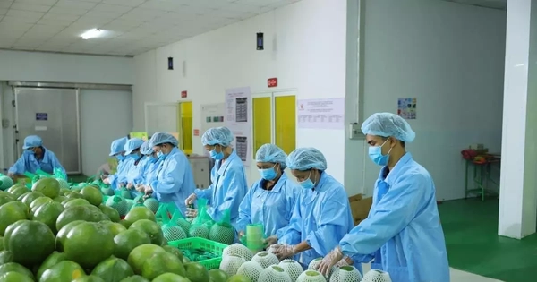 Động lực giúp xuất khẩu rau quả ngược dòng cán mốc kỷ lục