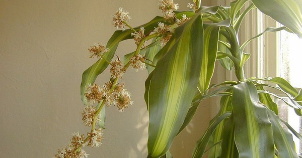 7 cây trồng hướng Nam giúp vận khí hanh thông, tiền của vào như nước