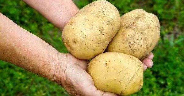 Khoai tây tươi ngon suốt nhiều tháng nếu được rắc thứ này lên trên