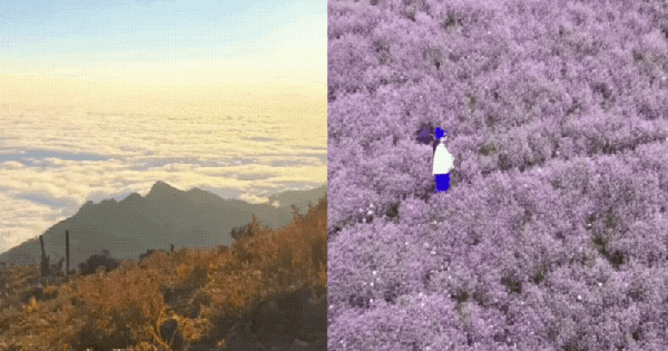 Chinh phục "thiên đường mây" Tà Chì Nhù mùa hoa chi pâu, chiêm ngưỡng vẻ đẹp tinh khôi của núi rừng Tây Bắc