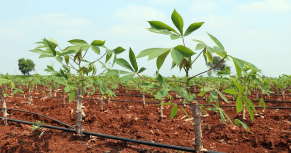 Giá giảm 1/3, Trung Quốc tăng mạnh ‘bắt đáy’ một mặt hàng từ Việt Nam: Xuất khẩu gần cán mốc 1 tỷ USD, nước ta cùng Thái Lan cạnh tranh ngôi vương của thế giới