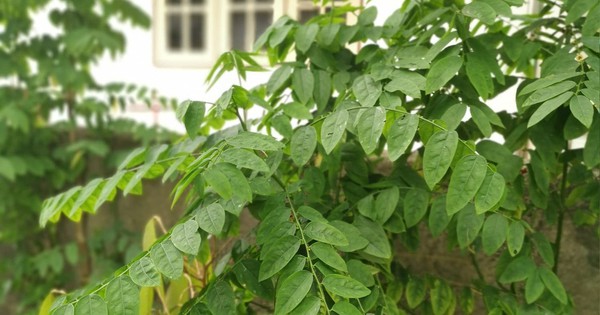 Tưởng thịt bò là “vua” sắt, hóa ra vẫn thua loại rau người Việt trồng đầy góc vườn: Hạ huyết áp, giải độc