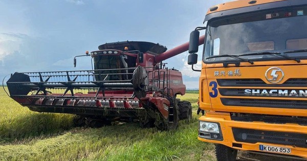 Giống lúa CT16 “Made in Việt Nam” đang gây bão tại Cuba: Vì sao được lựa chọn trồng?