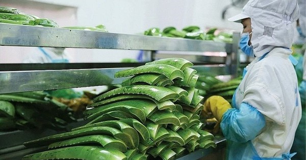 "Vua nha đam" lập kỷ lục lợi nhuận, hoàn thành 88% kế hoạch năm