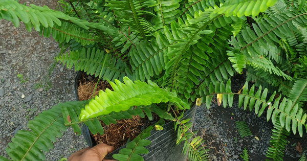 Đừng trồng 2 cây này trong nhà kẻo vận xui bủa vây, con cháu khốn đốn