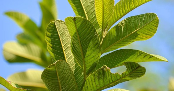 Loại lá dân dã là "khắc tinh" của tiểu đường và mỡ máu cao: Rất sẵn ở Việt Nam nhưng còn bị bỏ phí