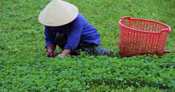 Rau dại mọc bờ ruộng nay thành cây “hái ra tiền”, được ví như sâm xanh: Thu bạc tỷ mỗi năm