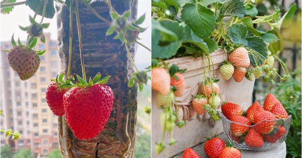 Ban công nhỏ đỏ rực dâu tây như đèn lồng Tết: Người phụ nữ 58 tuổi trồng kiểu gì mà ai cũng xin bí quyết?