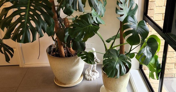 6 loại cây siêu hút ẩm, cứu nhà khỏi ẩm mốc mùa mưa