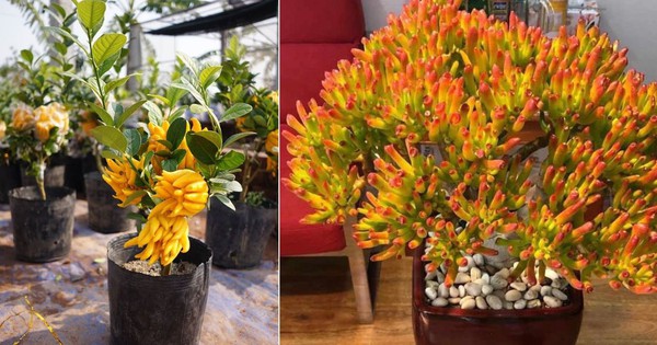 Ban công nhà giàu thường đặt 3 cây này để trấn giữ của cải, còn tốt cho sức khỏe chủ nhân