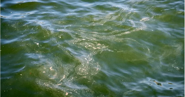 Cảnh báo nguy cơ từ thủy ngân trong đại dương