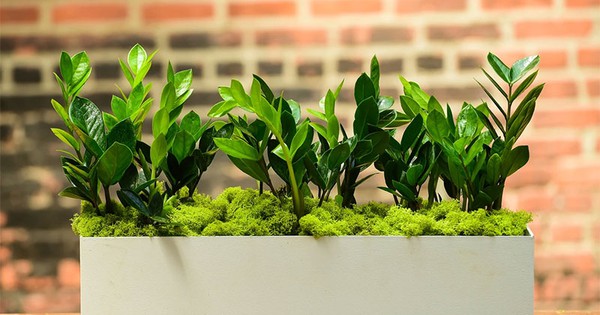 Loại cây cảnh được coi là "cây phong thủy số 1", hút tài lộc, báo phú quý, nhà giàu thích mê, thường bày trong nhà