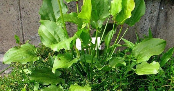 Trồng 1 trong 5 loại cây này, mệnh Thủy như có "lá bùa phong thủy" giữ của, hút lộc về nhà