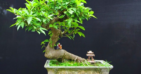 Loại cây là biểu tượng của sự may mắn, sung túc: Từ gốc tới ngọn đều được dùng làm thuốc quý