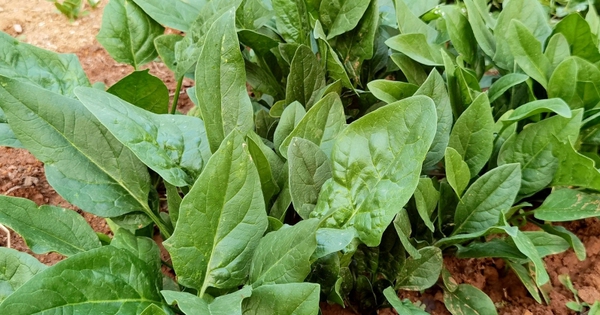 Đừng bỏ lỡ 3 loại rau mùa thu rẻ tiền nhưng là "vua canxi tự nhiên" cho cả gia đình