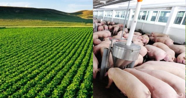 Top 10 Công ty uy tín ngành Nông nghiệp Công nghệ cao năm 2025: CP, Lộc Trời từ top 1, top 2 nay không lọt bảng xếp hạng, Dabaco, BAF dẫn trước HAGL