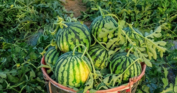 Nhờ lão nông trồng dưa hấu nhắc nhở, tôi vội "mách" lại cho người nhà, kể từ đó đều mua được loại ngon "10 quả như 1"