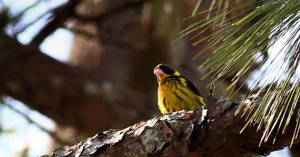 Hé lộ “báu vật” quý hiếm chỉ có ở Việt Nam, được cả châu Á và thế giới bảo vệ
