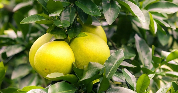 Bưởi sẽ trở thành "thuốc độc" cho gan, thận nếu kết hợp với những thứ này