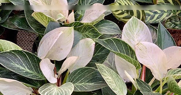 2 loại cây cảnh tưởng bình dị nhưng là "báu vật" người giàu thích mê: Không chỉ đẹp, còn là biểu tượng hút đầy tài lộc phú quý, tốt sức khỏe cả nhà