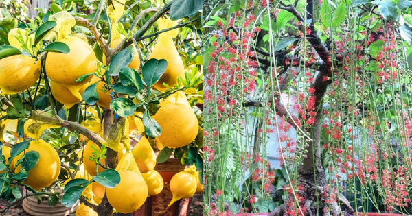 Ông bà dặn: "Trồng cây là gieo phúc" - 5 loài cây nên trồng để dòng họ thịnh, con cháu bình an!