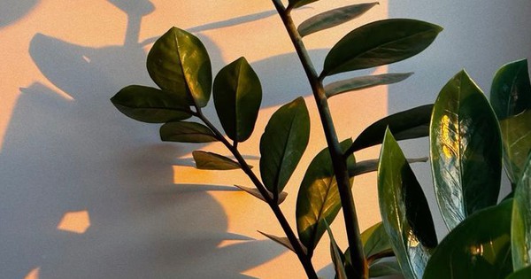 Cây “thần phong thủy”, nhà giàu châu Á mê như bị bỏ bùa