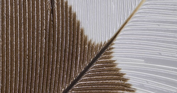 1 thứ nặng chưa tới 10gram nhưng đắt gấp 35 lần giá vàng: Tìm thấy từ 1 cá thể cực kỳ quý hiếm, nghi đã hoàn toàn tuyệt chủng