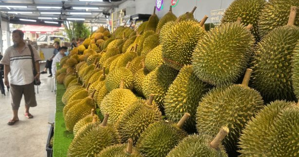 Là trùm sầu riêng của Đông Nam Á, đối thủ của Việt Nam cho biết chỉ nhận về 10% giá trị vì trung gian qua Thái Lan, sắp xuất khẩu trực tiếp sang Trung Quốc