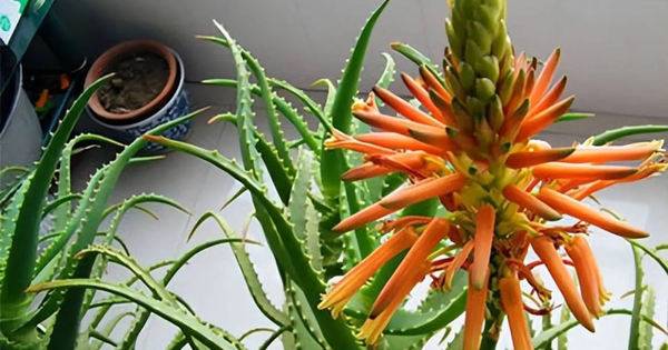 Tu 3 kiếp mới thấy 4 cây cảnh nở hoa: Điềm báo trúng số, gia chủ may túi ba gang mà hốt tiền!