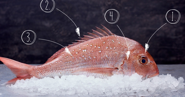 Bất cứ ai cũng có thể phân biệt cá tươi với cá ươn sau khi đọc hướng dẫn 4 bước này