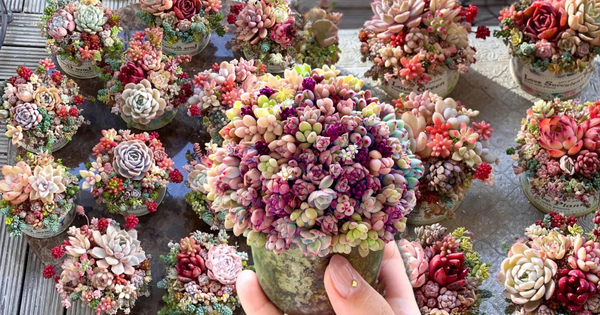 Sinh mùa hè dễ khuyết Thủy: Vì sao muốn “đổi vận” nên trồng cây sen đá?