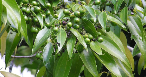 Một loại cây gia vị quý hiếm của thế giới Việt Nam đang trồng bạt ngàn: Từ vỏ đến lá đều hái ra tiền, nước ta cùng Trung Quốc cạnh tranh ngôi vương của thế giới