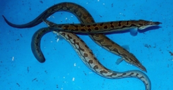 Cá ngọt như mì chính, được ví là “sâm dưới nước”, nuôi ở nơi đặc biệt giúp nông dân thu gần 1 tỷ đồng mỗi năm