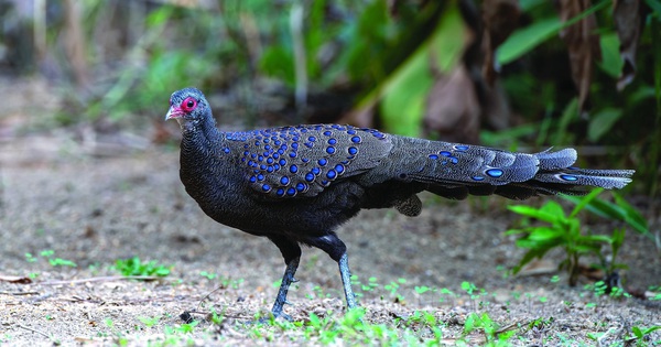 “Check” camera đột xuất, phát hiện báu vật hiếm có trên thế giới tại Quảng Ngãi