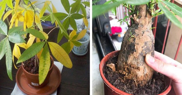 Tôi khuyên bạn hãy bỏ ngay cây kim ngân trong nhà, nếu không muốn “rước xui” và chỉ còn lại chậu đất trống