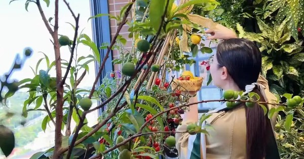 Khu vườn 6m2 khiến trăm nghìn người theo dõi vì quá "chữa lành"